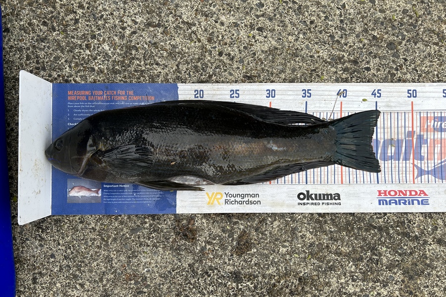Chris Senior caught this 44.0cm Butterfish at Ngawi during The Export NZ Fishing Competition