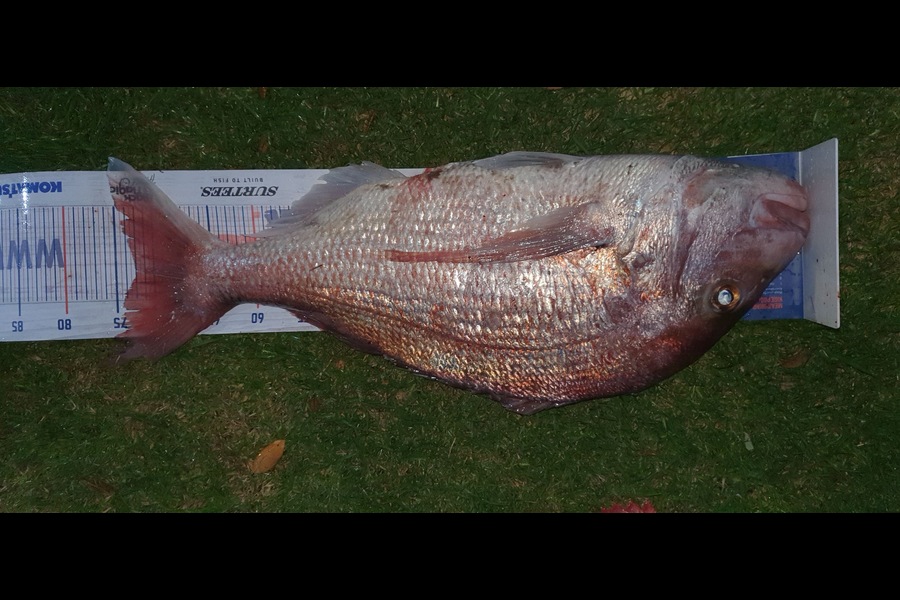 Edward Littlewood caught this 72.5cm Snapper at Whangaroa was  during The Export NZ Fishing Competition