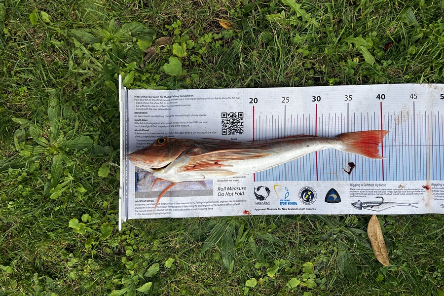 Courtney  Bliss-Henaghan caught this 39.0cm Gurnard at Whangarei  during The Export NZ Fishing Competition