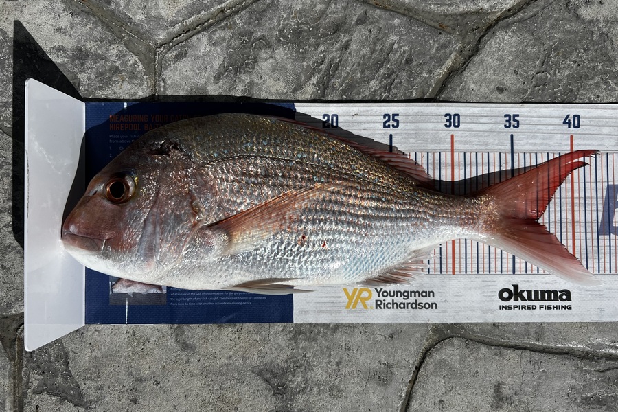Shannon Millar caught this 36.5cm Snapper at Papamoa Beach during The Export NZ Fishing Competition