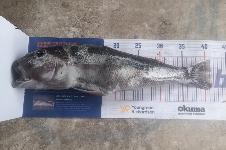 Russell E Hockely caught this 41.5cm Blue Cod at Castlepoint  during The Export NZ Fishing Competition