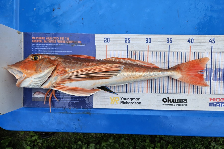 Jonathan  Murrow  caught this 43.0cm Gurnard at Whanganui  during The Export NZ Fishing Competition