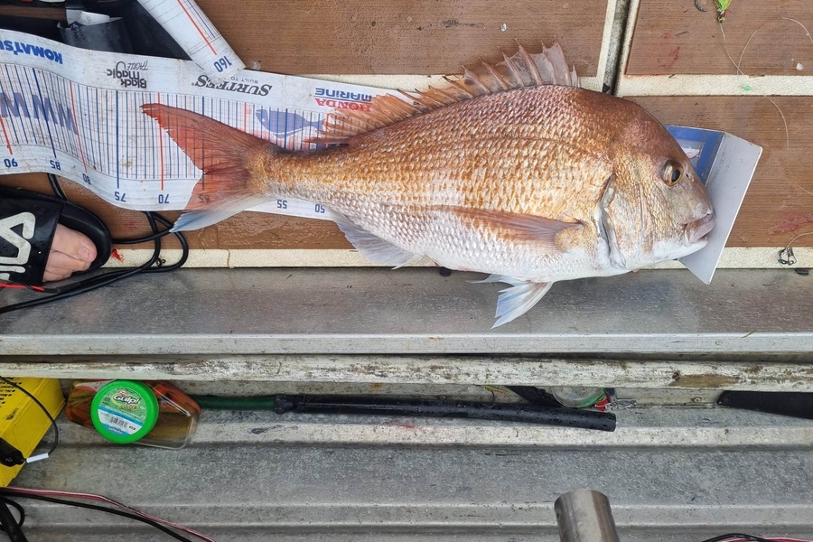 Brodi Edwards caught this 64.5cm Snapper at Wanganui during The Export NZ Fishing Competition