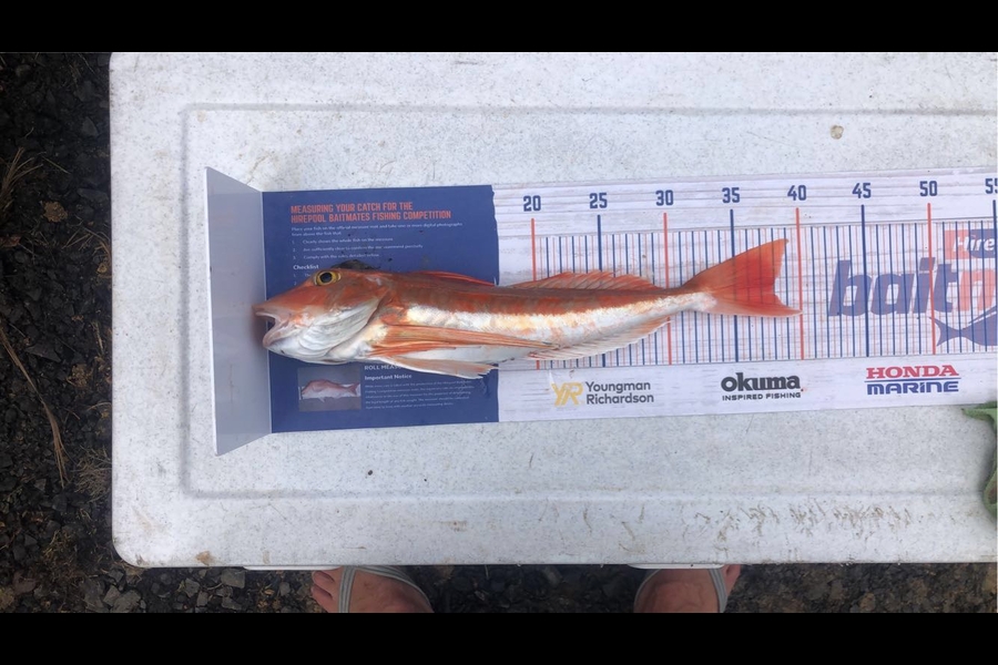 Rory Atkinson caught this 38.0cm Gurnard at Raglan  during The Export NZ Fishing Competition