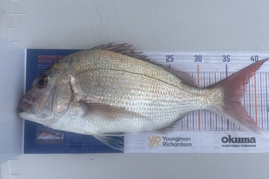 Regan George caught this 37.0cm Snapper at Waitara  during The Export NZ Fishing Competition