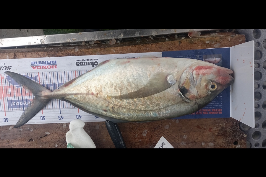 Peter Reynolds caught this 51.5cm Trevally at Breambay during The Export NZ Fishing Competition