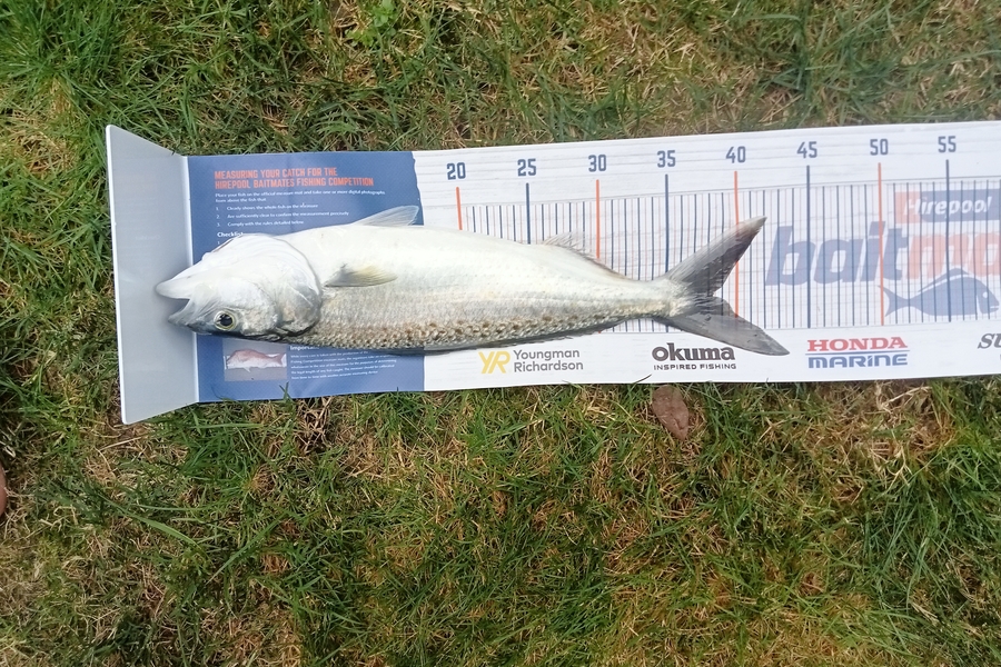 Benjamin Moore caught this 38.0cm Kahawai at Whangamata during The Export NZ Fishing Competition