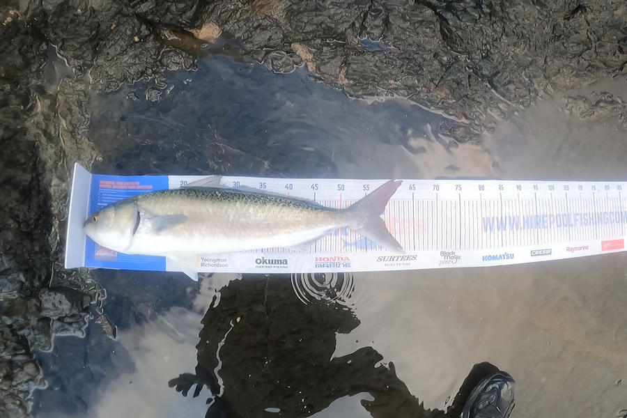 Paul White caught this 57.5cm Kahawai at east coast nz during The Export NZ Fishing Competition