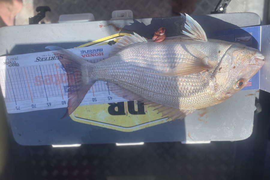Nathan Robinson caught this 57.0cm Snapper at Kaiteriteri  during The Export NZ Fishing Competition