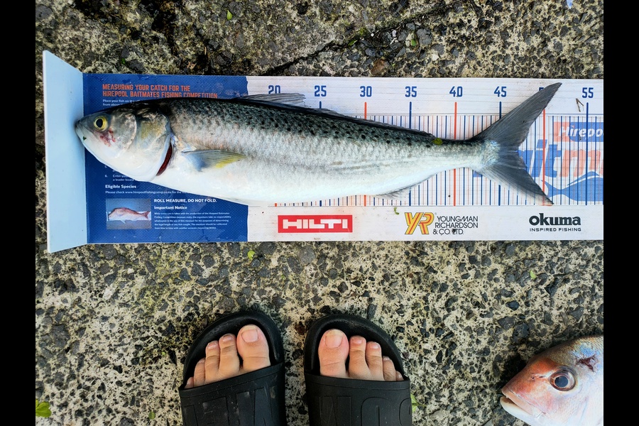 Janine Cornelder caught this 46.5cm Kahawai at Tauranga  during The Export NZ Fishing Competition