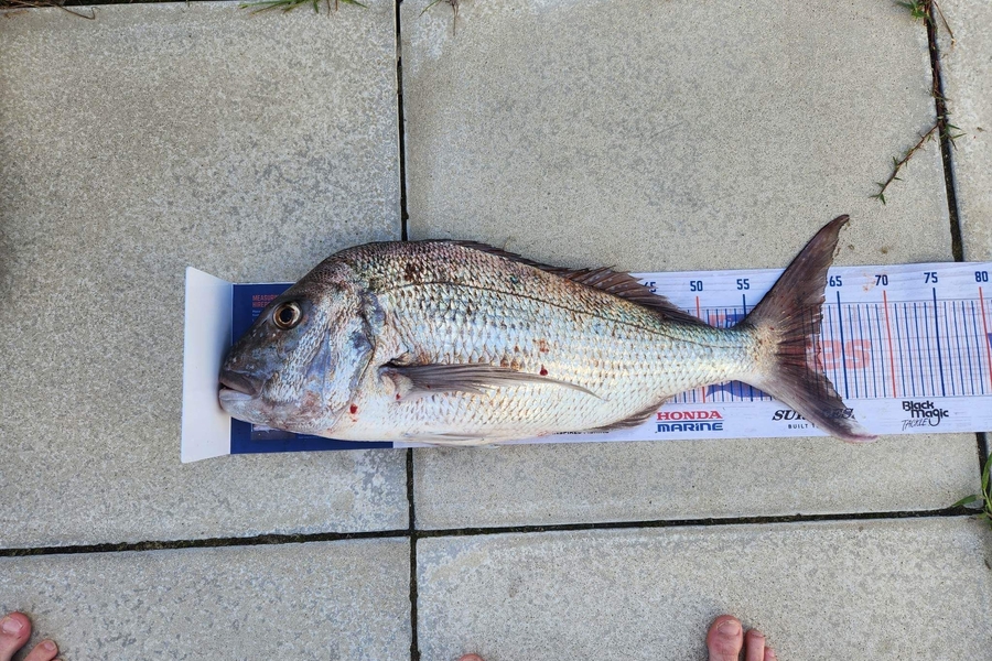 Matt Killip caught this 62.5cm Snapper at North I during The Export NZ Fishing Competition