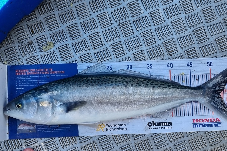 Joshua Gordon caught this 52.0cm Kahawai at Okiwi Bay Tasman during The Export NZ Fishing Competition