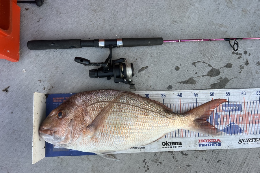Geoffrey Collins caught this 47.5cm Snapper at Coromandel  during The Export NZ Fishing Competition