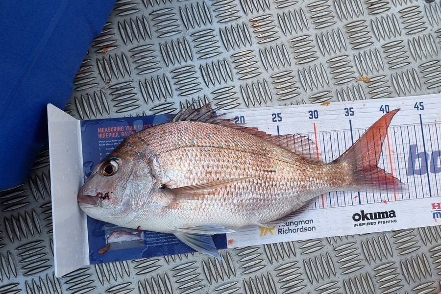 Joshua Gordon caught this 38.0cm Snapper at Okiwi Bay Tasman during The Export NZ Fishing Competition