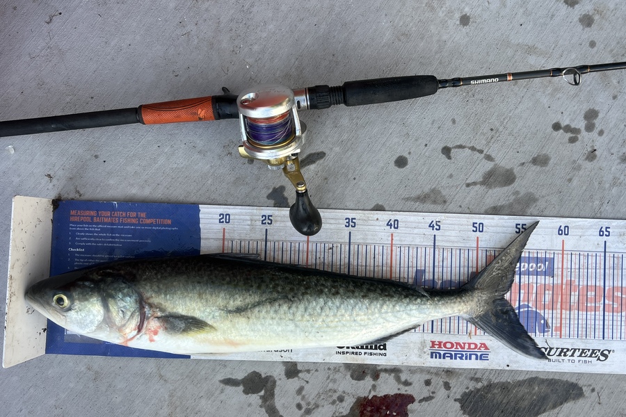 Geoffrey Collins caught this 53.0cm Kahawai at Coromandel  during The Export NZ Fishing Competition