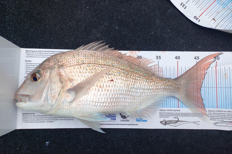 Andrew Tohu caught this 46.0cm Snapper at Bream Bay during The Export NZ Fishing Competition