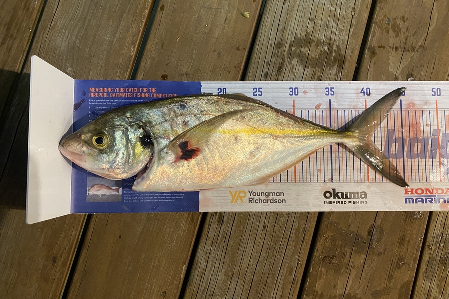 Stevie Matthews caught this 39cm Trevally at Tauranga during The Export NZ Fishing Competition