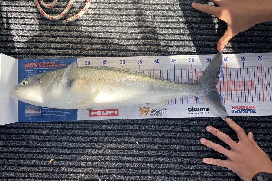 James Laird caught this 56.5cm Kahawai at Tasman Bay during The Export NZ Fishing Competition