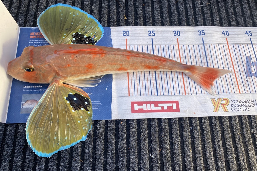 James Laird caught this 35cm Gurnard at Tasman Bay during The Export NZ Fishing Competition