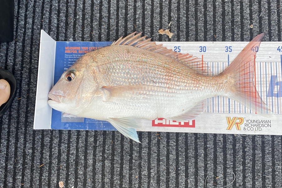 James Laird caught this 39.5cm Snapper at Tasman Bay during The Export NZ Fishing Competition
