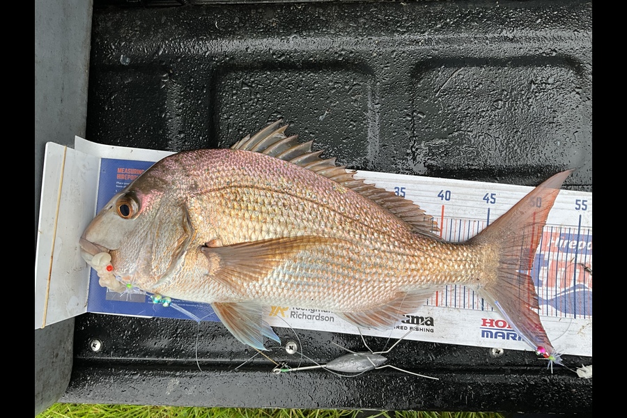 Stephen Heka caught this 50.0cm Snapper at Far North east coast  during The Export NZ Fishing Competition