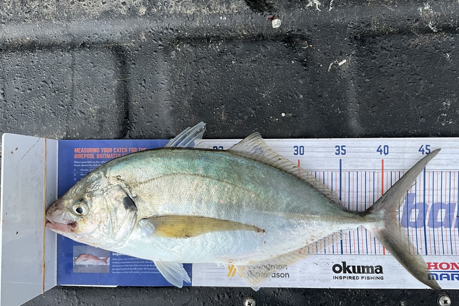 Stephen Heka caught this 41.5cm Trevally at Far North  during The Export NZ Fishing Competition