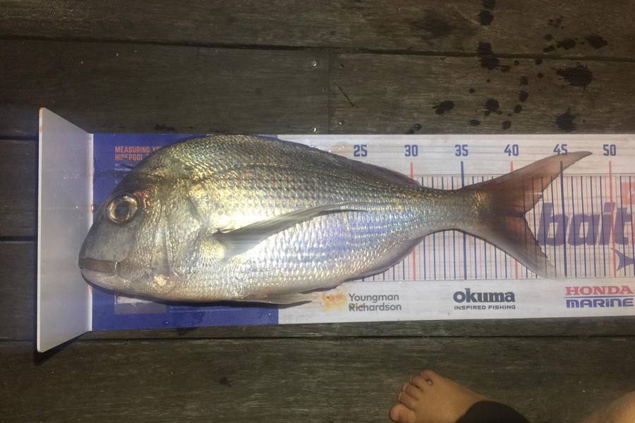 William Samson caught this 41.0cm Snapper at Rangiputa Harbour  during The Export NZ Fishing Competition