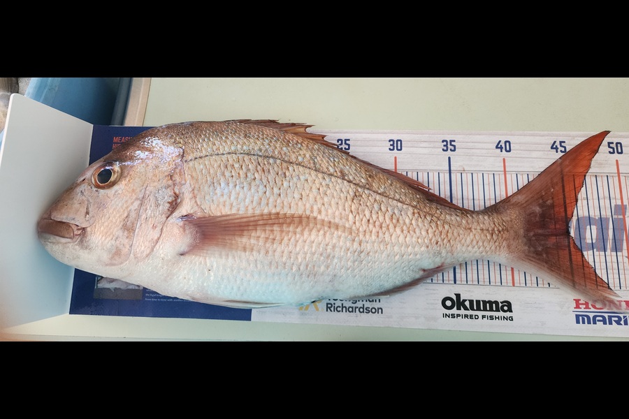 Ashley Dempsey caught this 45.0cm Snapper at Motiti during The Export NZ Fishing Competition
