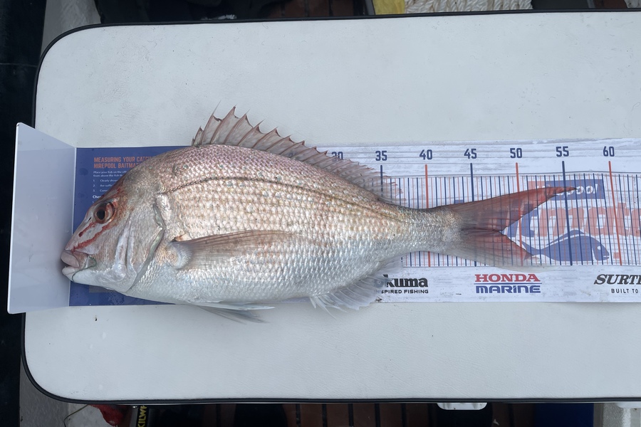Campbell Williams caught this 47.5cm Snapper at Pukerua Bay during The Export NZ Fishing Competition