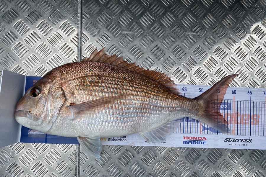 Jason Anderson caught this 55.5cm Snapper at Marlborough Sounds during The Export NZ Fishing Competition