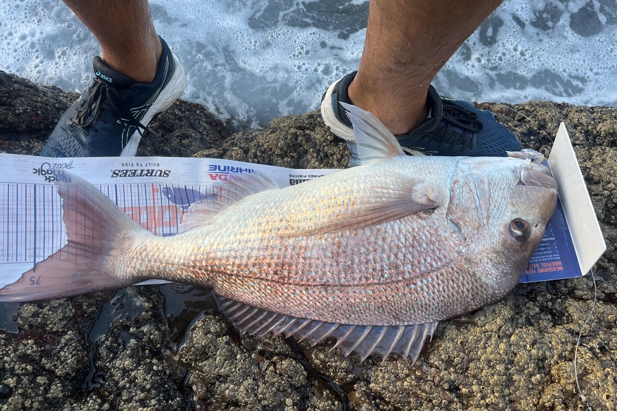 Jamie  White caught this 70.0cm Snapper at Whangarei  during The Export NZ Fishing Competition