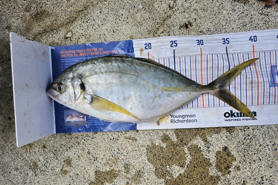 Ben Cullen caught this 34.5cm Trevally at Browns bay during The Export NZ Fishing Competition