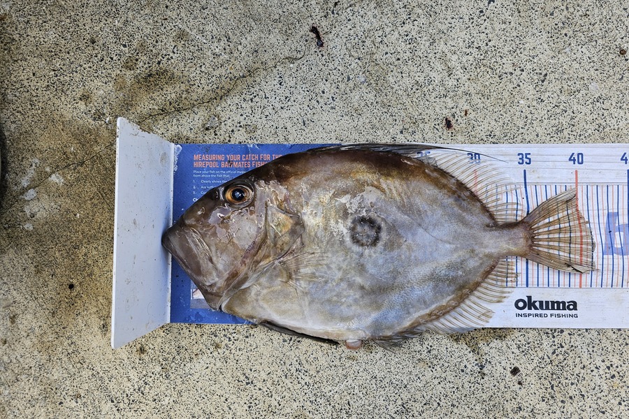 Ben Cullen caught this 41.0cm John Dory at Browns bay during The Export NZ Fishing Competition