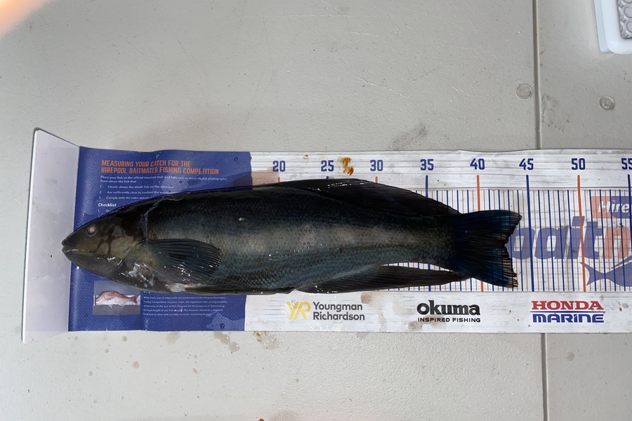 Gary Allan caught this 42.0cm Butterfish at Cape palliser during The Export NZ Fishing Competition