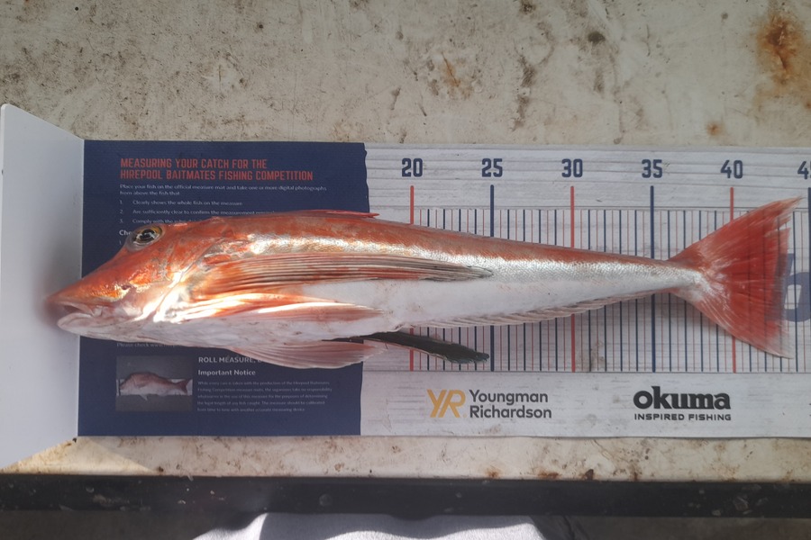 Russell E Hockely caught this 43.5cm Gurnard at Castlepoint  during The Export NZ Fishing Competition