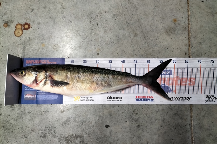 Marcus McAdams caught this 53.0cm Kahawai at Whangaroa  during The Export NZ Fishing Competition
