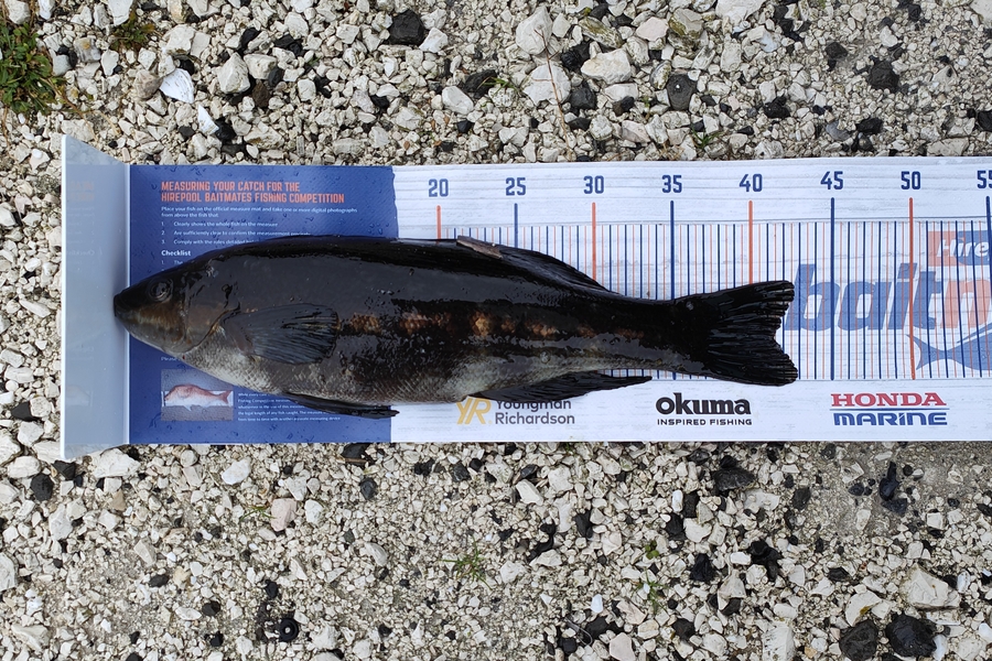 Hayden Roberts caught this 41.5cm Butterfish at Kaikoura during The Export NZ Fishing Competition