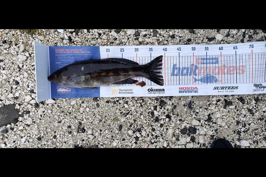 Hayden Roberts caught this 39.0cm Butterfish at Kaikoura during The Export NZ Fishing Competition