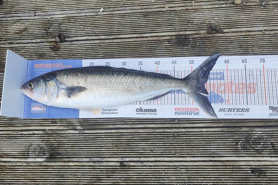 Ross Brown caught this 53.0cm Kahawai at Coromandel during The Export NZ Fishing Competition