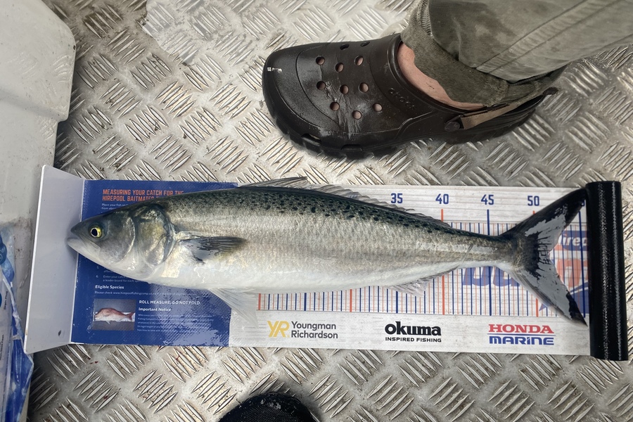 Gav Simmonds  caught this 51cm Kahawai at Mana during The Export NZ Fishing Competition
