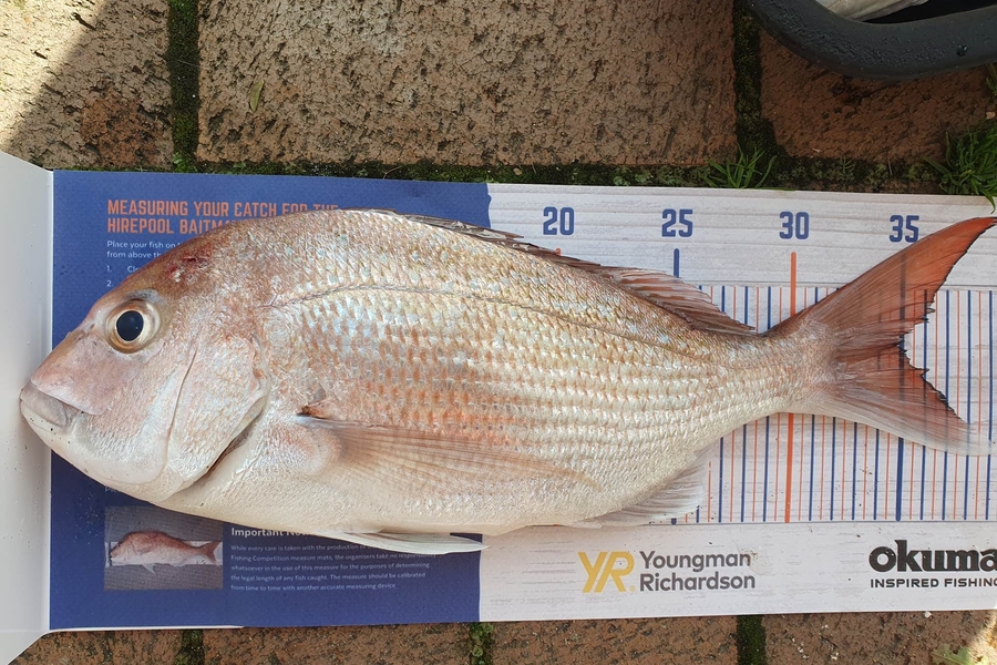 Casey Wallace caught this 35cm Snapper at Otamarako  during The Export NZ Fishing Competition
