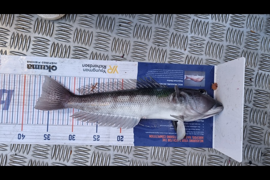 Jake Hickmott caught this 36.5cm Blue Cod at Tasman during The Export NZ Fishing Competition