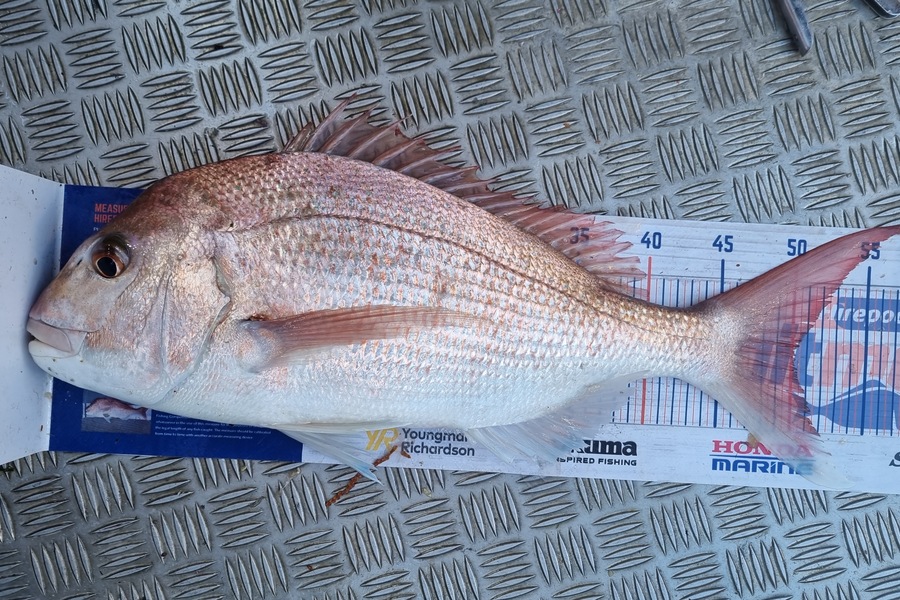 Jake Hickmott caught this 50.0cm Snapper at Tasman during The Export NZ Fishing Competition