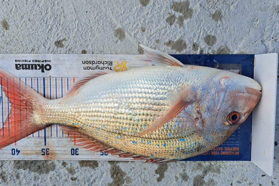 Dylan Ray caught this 40.5cm Snapper at Takaka during The Export NZ Fishing Competition