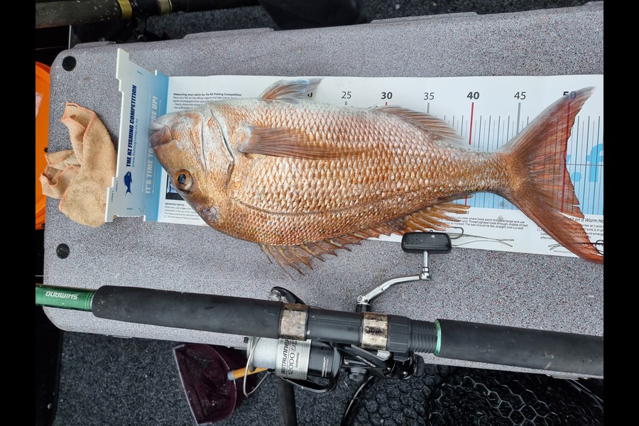 Peter McComish caught this 50.0cm Snapper at Auckland during The Export NZ Fishing Competition