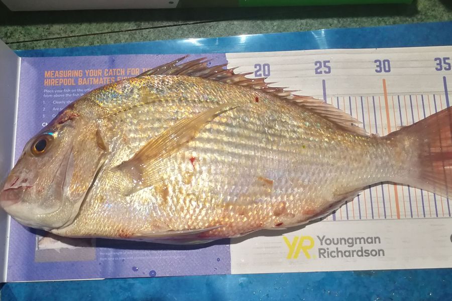 Leigh Page caught this 35.0cm Snapper at Wellington south coast during The Export NZ Fishing Competition