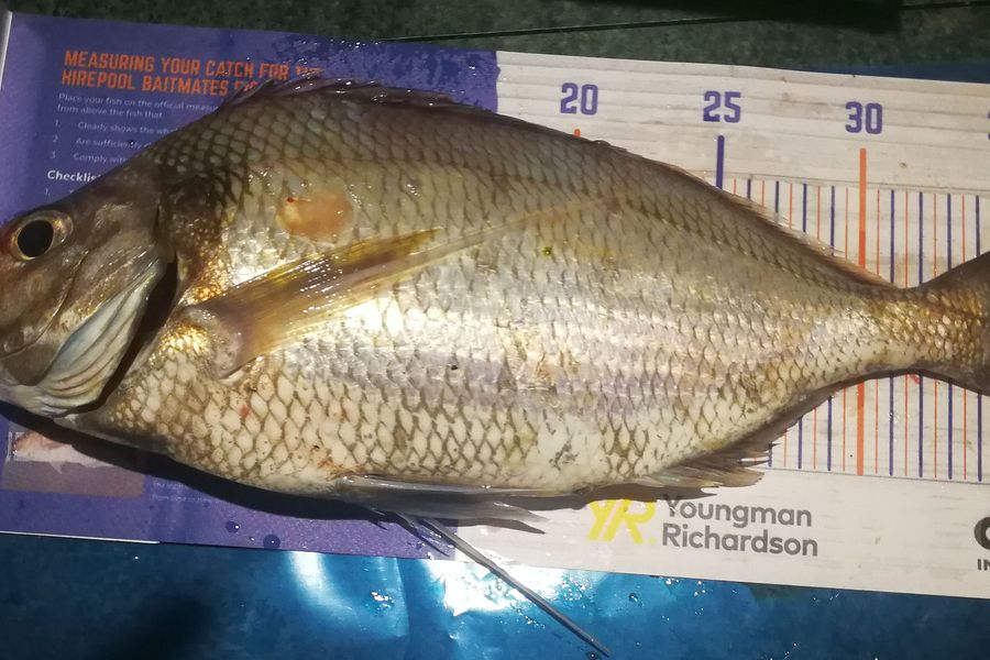 Leigh Page caught this 36.5cm Tarakihi at Wellington south coast during The Export NZ Fishing Competition