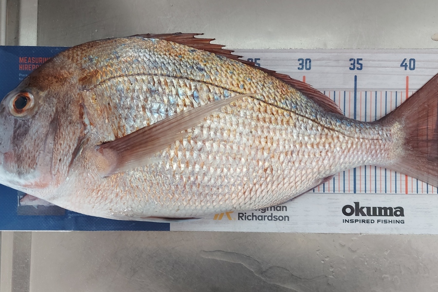 Troy Rae-Royle caught this 43.0cm Snapper at Rodney  during The Export NZ Fishing Competition