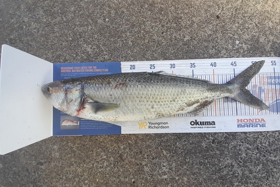 Andre Warena caught this 47.0cm Kahawai at Maketu  during The Export NZ Fishing Competition