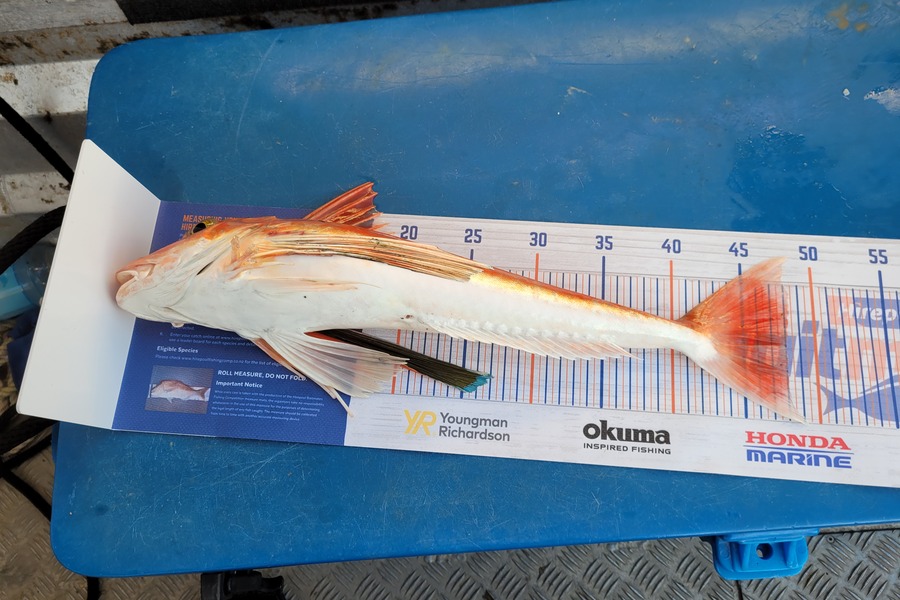 Daniel Hovenden caught this 48.0cm Gurnard at Tasman bay  during The Export NZ Fishing Competition